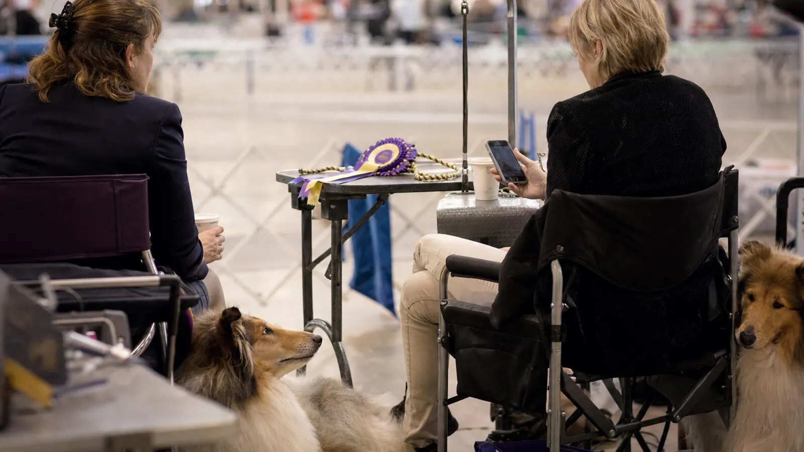Deux exposantes vues de dos dans un hall d'exposition canine, avec chiens au repos, téléphone, café et cocarde posée sur une table.